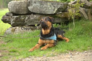 hund1_6785.jpg