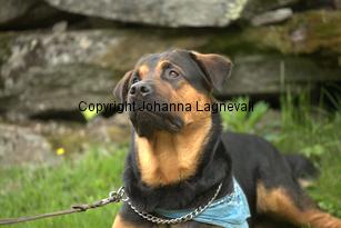hund1_6786.jpg