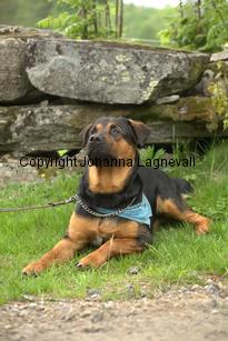 hund1_6788.jpg