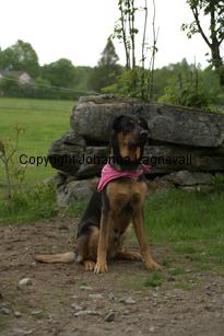 hund2_7068.jpg