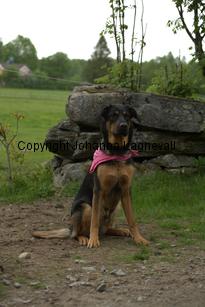 hund2_7070.jpg