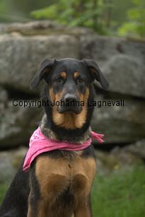 hund2_7071.jpg