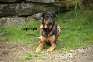 hund2_7073.jpg