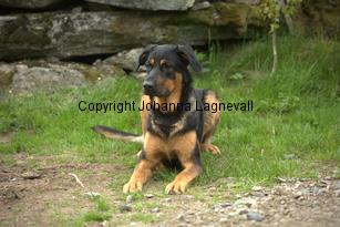 hund2_7075.jpg
