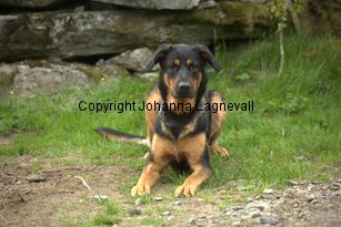 hund2_7078.jpg