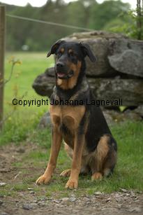 hund2_7079.jpg