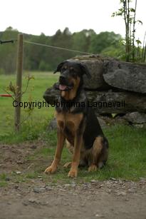 hund2_7081.jpg