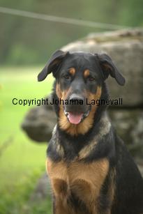 hund2_7082.jpg