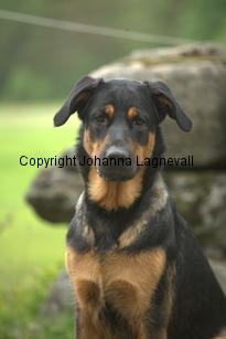 hund2_7083.jpg
