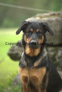 hund2_7084.jpg