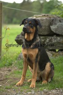 hund2_7085.jpg