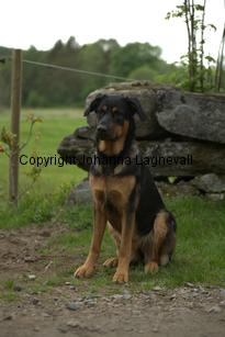 hund2_7086.jpg