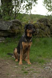 hund2_7087.jpg
