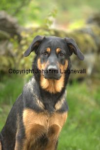 hund2_7089.jpg