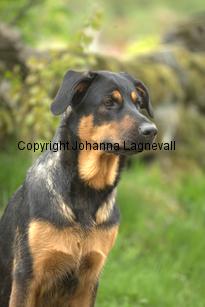 hund2_7090.jpg