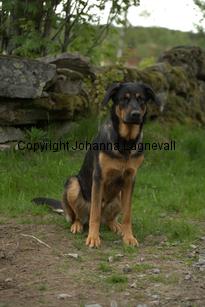 hund2_7092.jpg