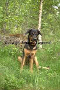 hund2_7113.jpg