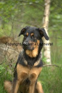 hund2_7114.jpg