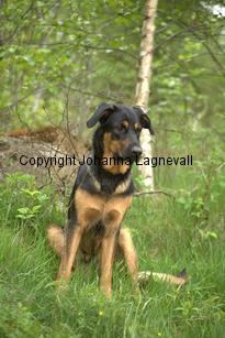 hund2_7115.jpg