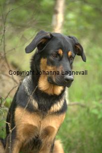 hund2_7116.jpg