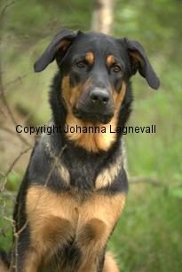 hund2_7119.jpg