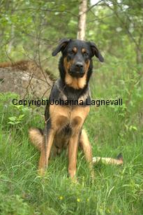 hund2_7120.jpg