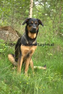hund2_7124.jpg