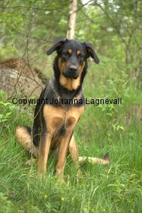 hund2_7126.jpg