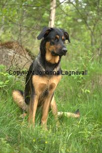 hund2_7127.jpg
