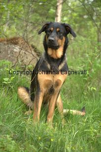 hund2_7128.jpg