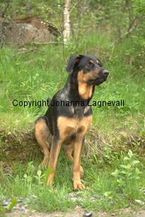 hund2_7131.jpg