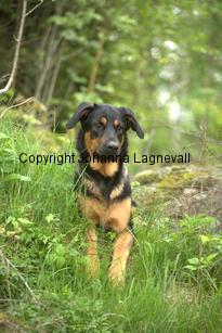 hund2_7133.jpg