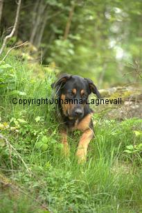 hund2_7134.jpg