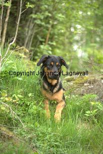 hund2_7136.jpg