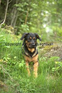 hund2_7137.jpg