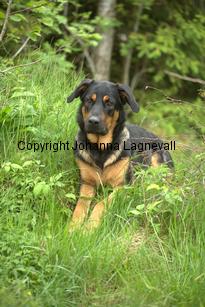 hund2_7138.jpg