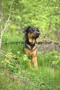 hund2_7143.jpg
