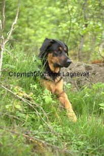 hund2_7146.jpg