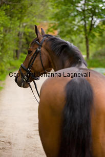 midnighttango_7382-2.jpg