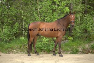 ponny_7150.jpg