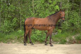 ponny_7153.jpg