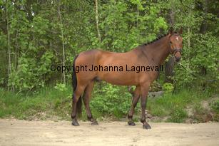 ponny_7154.jpg