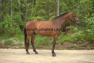 ponny_7162.jpg