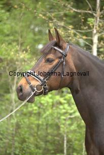 royal_6676.jpg