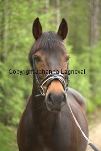 royal_6677.jpg