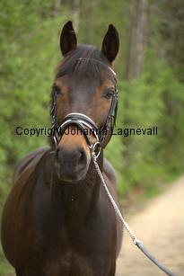 royal_6683.jpg