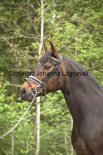 royal_6684.jpg