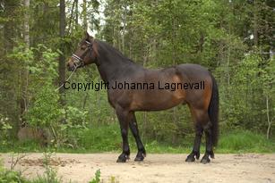 royal_6690.jpg