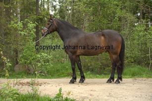 royal_6691.jpg