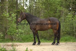 royal_6692.jpg